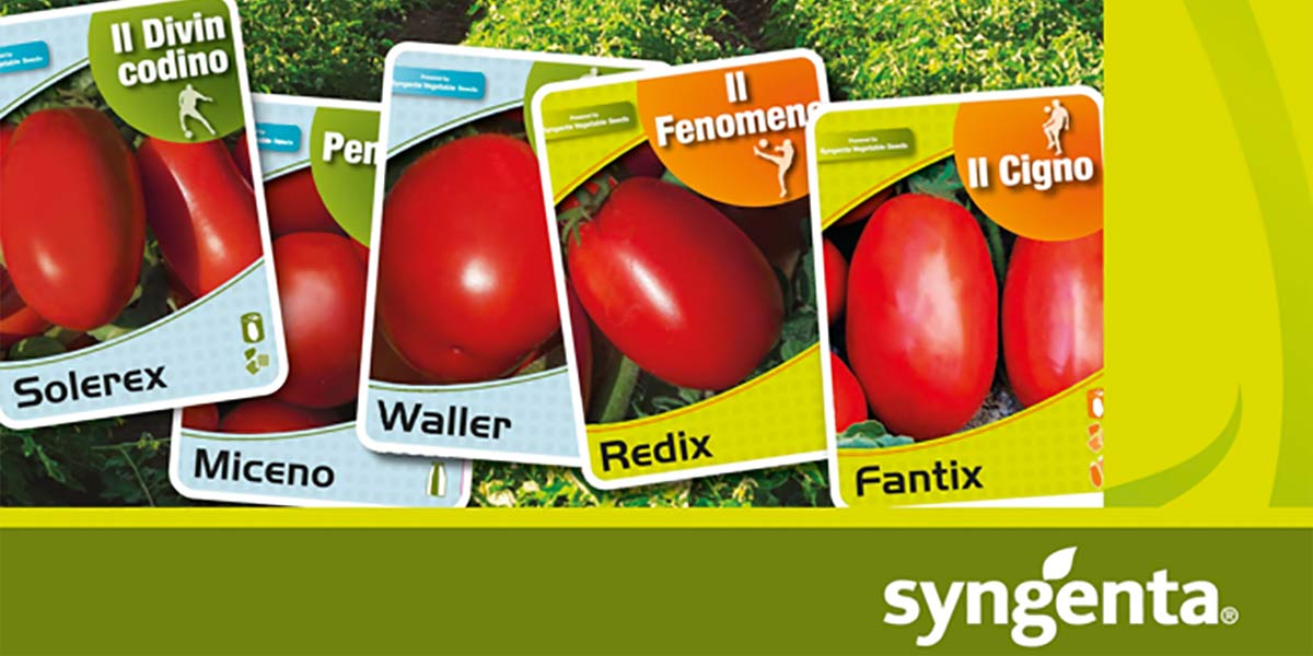 Pomodoro da industria, Syngenta valorizza il raccolto con il nuovo catalogo 